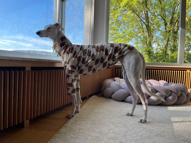 Jungle Jerseys ( Tiger, Bear, Hedgehog)