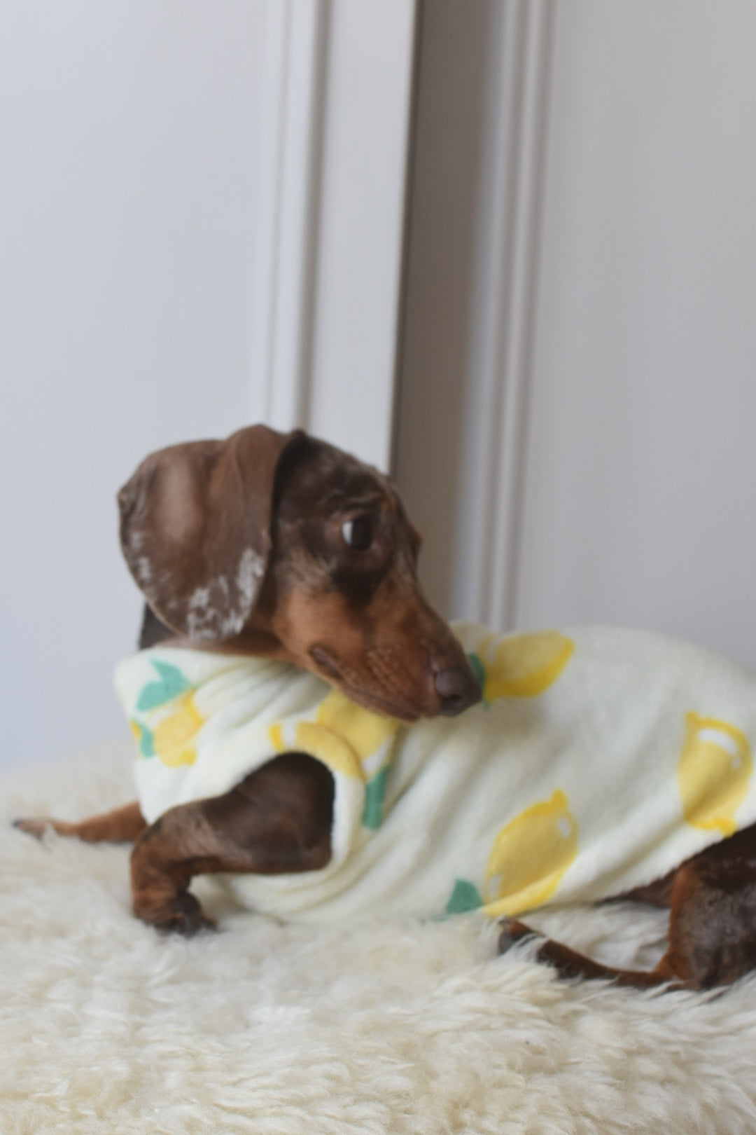 Italian Riviera- Lemon Fleece