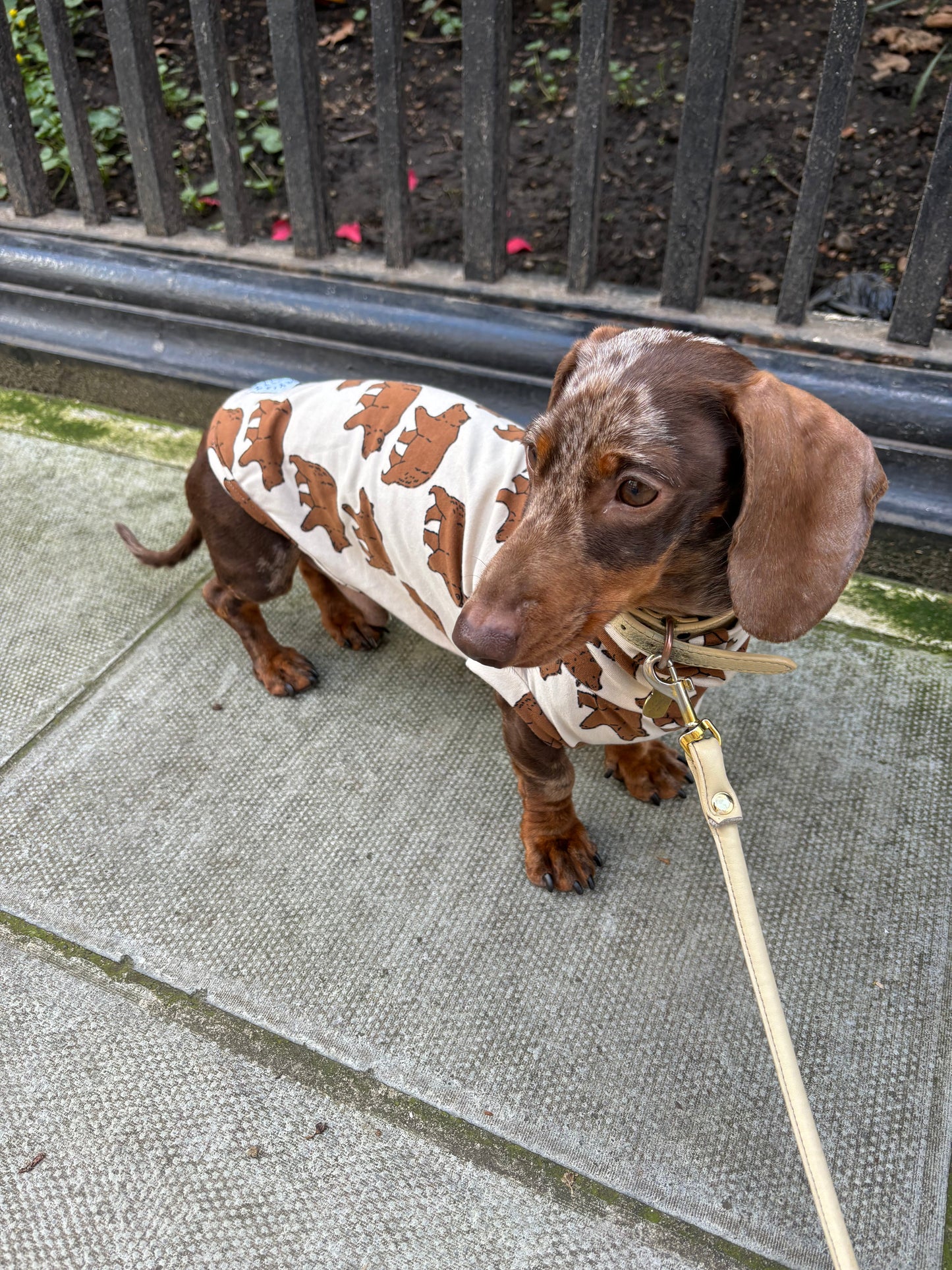Jungle Jerseys ( Tiger, Bear, Hedgehog)