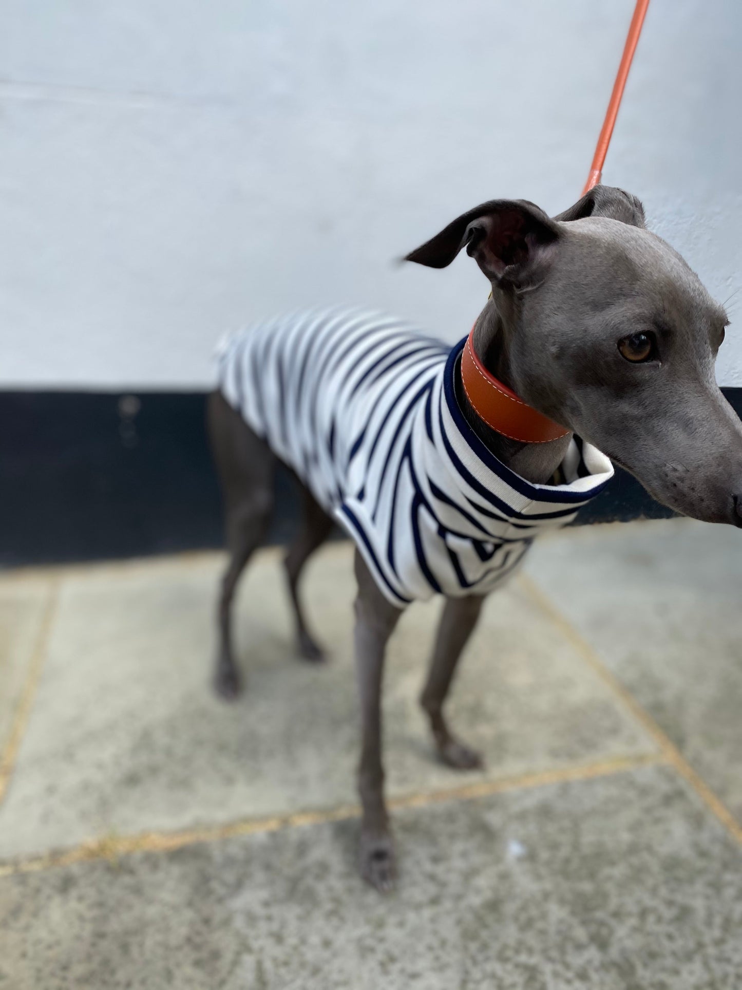 Classic Breton Jersey